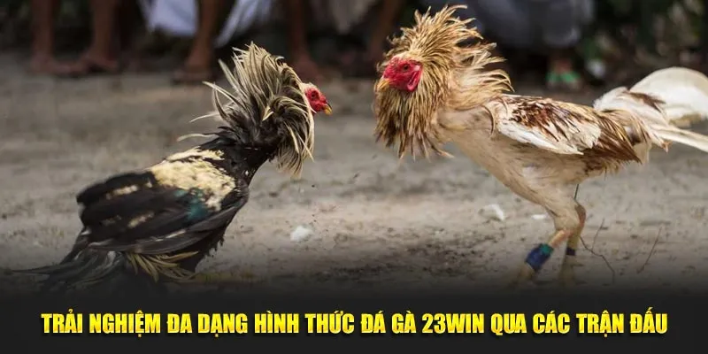 Ưu điểm nổi bật của đá gà 23win
